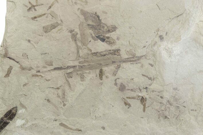 Crane Fly (Tipulidae) Mortality Plate - Green River Formation #377057